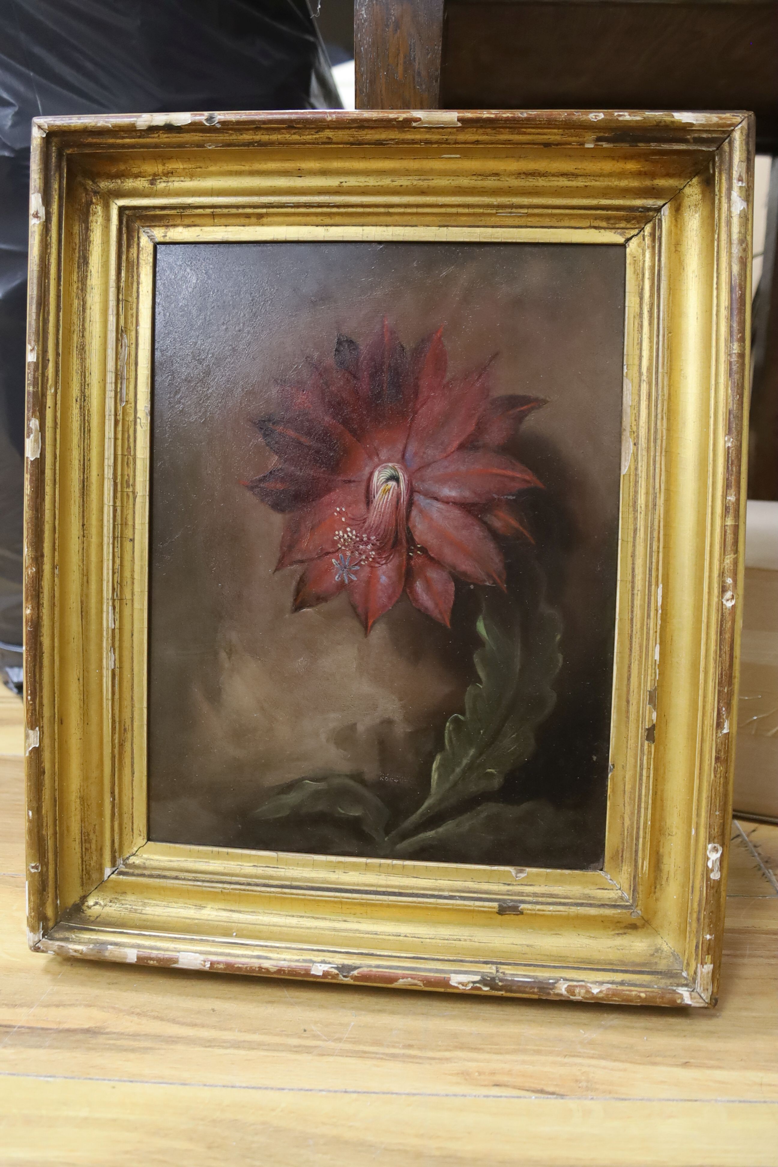 Early 19th century English School, oil on panel, Botanical study of an orchid cactus, 31 x 24cm